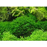 Monoselenium tennerum - Pelia moss – Zboží Dáma