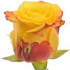 Žlutá růže CANDLELIGHT 60cm (L)