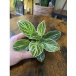 Philodendron White Measure mini – Hledejceny.cz