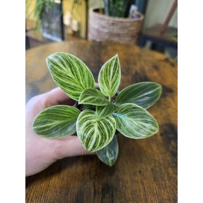 Philodendron White Measure mini – Hledejceny.cz
