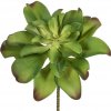 Květina Echevérie - Dužnatka zelená v35 cm (FB109916808)