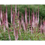 Veronicastrum virginicum 'Pink Glow' Velikost hrnku: 2l růžov – Zboží Mobilmania
