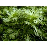 Hottonia inflata - Žebratka zploštělá – Zboží Dáma