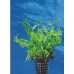 Microsorum pteropus Windelov – Zboží Dáma