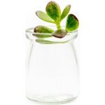 Gardners Crassula mix - řízek k zakořenění Krasule, Tlustice, Strom života – Zboží Mobilmania