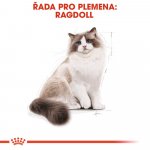 Royal Canin Ragdoll Adult 2 kg – Zboží Dáma