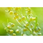 Moringa z Tenerife Bio + Artemisia annua Pelyněk roční 90 kapslí