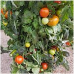 Rajče Rentita - Solanum lycopersicum - semena rajčete - 15 ks – Sleviste.cz