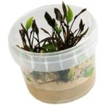 Cryptocoryne wendtii "Mi Oya" – Zboží Dáma