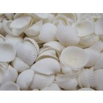 Tica Global affairs Mušle Clam rose shell 1000 g – Zboží Dáma