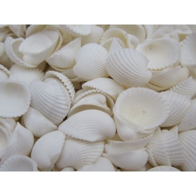 Tica Global affairs Mušle Clam rose shell 1000 g – Zboží Dáma