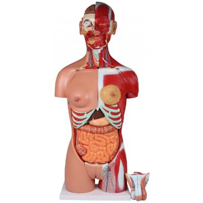 Erler Zimmer Lidské torzo - 28dílný anatomický model s otevřenými zády – Hledejceny.cz
