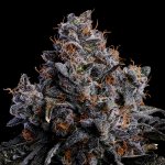 Anesia Seeds Grape Pop Rocks Auto semena neobsahují THC 3 ks – Zbozi.Blesk.cz