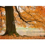 WEBLUX 54618270 Fototapeta papír Old beech tree Starý buk rozměry 360 x 266 cm – Hledejceny.cz