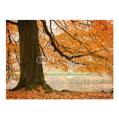 WEBLUX 54618270 Fototapeta papír Old beech tree Starý buk rozměry 360 x 266 cm – Hledejceny.cz