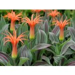 Tulipán 'Rigas barikades' 5 ks – Zboží Dáma