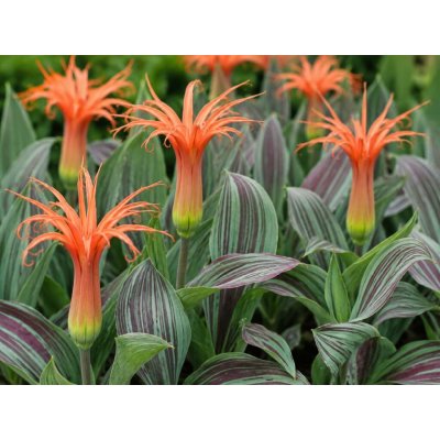 Tulipán 'Rigas barikades' 5 ks – Zboží Dáma