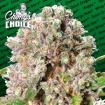 Paradise Seeds Mendocino Skunk semena neobsahují THC 3 ks – Hledejceny.cz