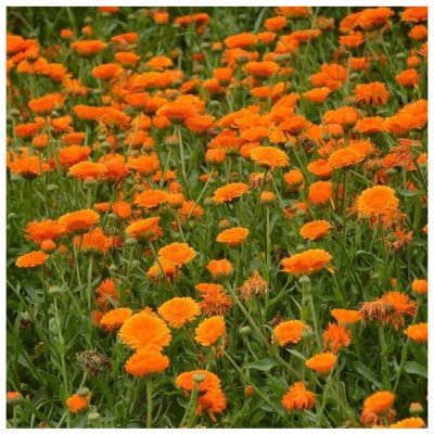 Měsíček lékařský Orange Double - Calendula officinalis - semena měsíčku - 50 ks