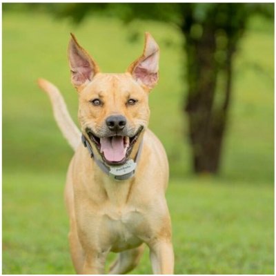 PetSafe® Extra obojek pro elektrický ohradník Classic – Hledejceny.cz