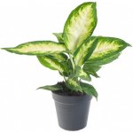 Difenbachie, Dieffenbachia Camilla, průměr květináče 10 - 12 cm – Zboží Mobilmania