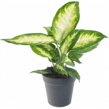 Difenbachie, Dieffenbachia Camilla, průměr květináče 10 - 12 cm