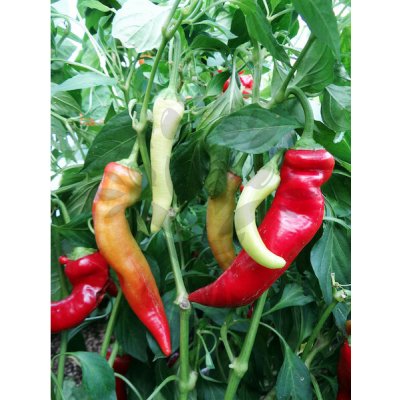 Banana Sweet (Sweet banana pepper) – Sleviste.cz