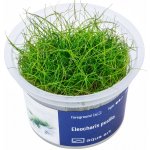 Eleocharis pusilla – Zboží Dáma