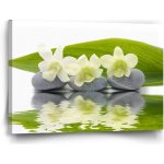 Sablio Obraz Bílá orchidej - 60x40 cm – Hledejceny.cz