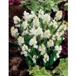 Puškinie 'Libanotica Alba' 10 ks – Zboží Mobilmania