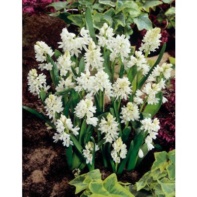 Puškinie 'Libanotica Alba' 10 ks – Zboží Mobilmania