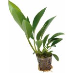 Anubias congensis Anubis konžský 5 cm – Zboží Mobilmania