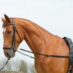 BUSSE Oteže vyvazovací Basic černá – Zboží Dáma