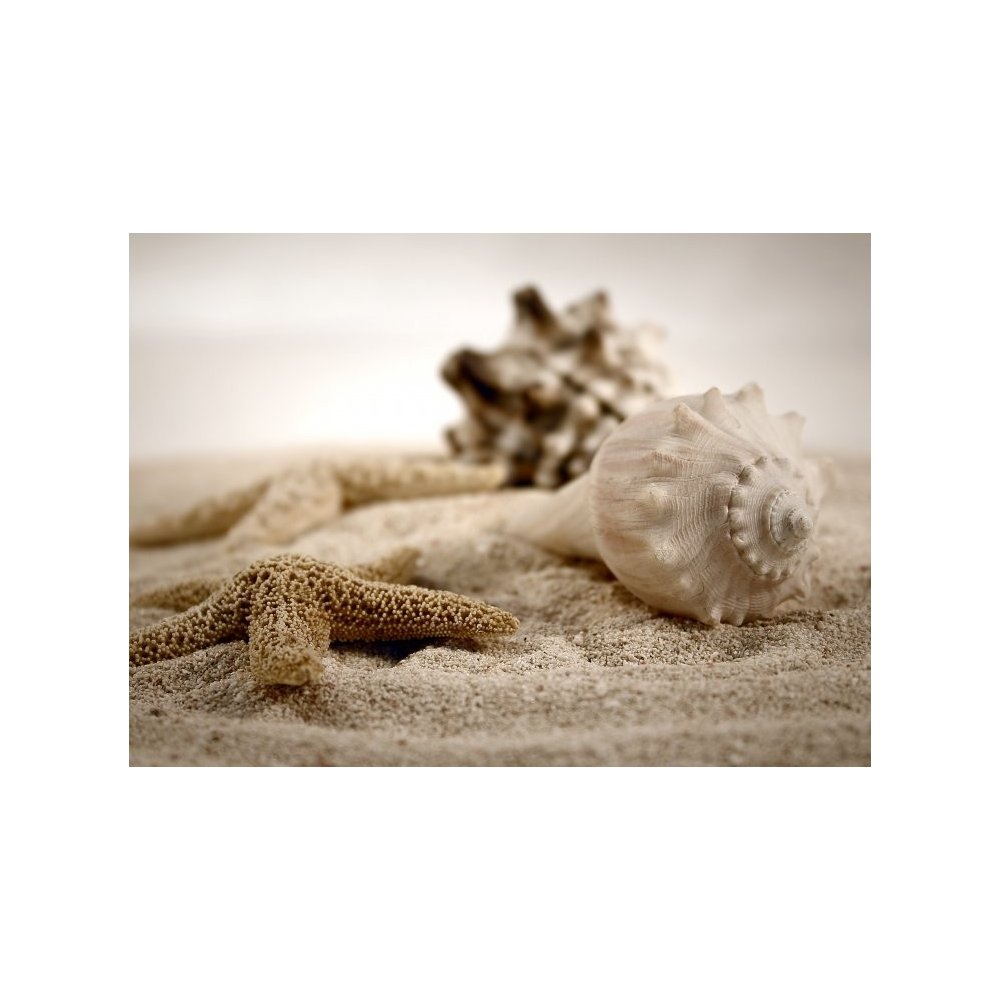 WEBLUX 489827 Samolepka fólie seashells on the sand mušle na písku, rozměry  200 x 144 cm — Heureka.cz