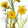 ubrousek 33x33 cm NARCIS