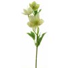 Květina Čemeřice - Helleborus zelená v34 cm (N937891)