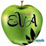 Eva Seeds Jamaican Dream CBD semena neobsahují THC 6 ks – Sleviste.cz