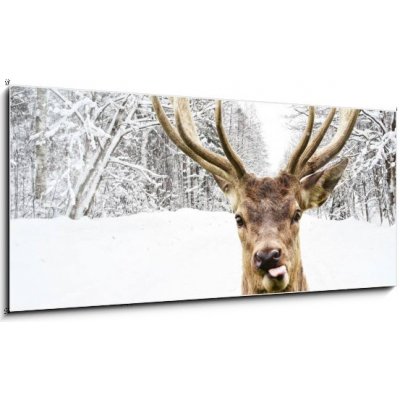 Skleněný obraz 1D panorama - 120 x 50 cm - Deer with beautiful big horns on a winter country road Jelen s krásnými velkými rohy na zimní venkovské cestě – Zbozi.Blesk.cz