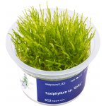 Taxiphyllum sp. Spiky Moss – Zbozi.Blesk.cz