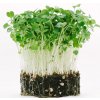 Osivo a semínko Toraf Microgreens, semínka na klíčky - Rukola (roketa) 10g