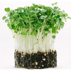 Toraf Microgreens, semínka na klíčky - Rukola (roketa) 10g