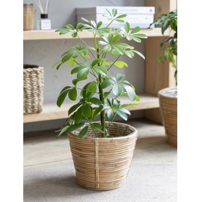 Ratanový obal na květináč Mayfield 20 cm Garden Trading – Hledejceny.cz