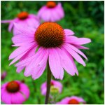 Třapatkovka nachová - Echinacea purpurea - semena třapatkovky - 15 ks – Hledejceny.cz