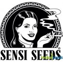 Sensi Seeds Double Kush Cake Auto semena neobsahují THC 1 ks