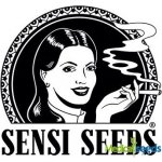 Sensi Seeds Double Kush Cake AUTO semena neobsahují THC 3 ks – Zboží Dáma