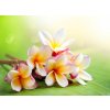 Tapety WEBLUX 42559107 Fototapeta papír Frangipani Tropical Spa Flower. Plumeria. Shallow DOF Frangipani tropické lázně květ. Plumeria. Mělké DOF rozměry 160 x 116 cm