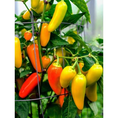 Semena Jalapeno NuMex Pinata – Zboží Mobilmania