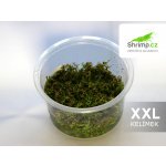 Rotala macrandra - Kolovka velká – Zboží Mobilmania