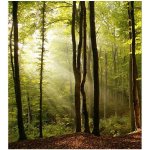 Dimex MS-3-0098 vliesová fototapeta na zeď Les rozměry 225 x 250 cm – Hledejceny.cz