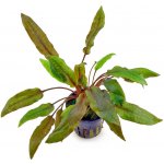 Cryptocoryne wendtii "Mi Oya" – Zboží Dáma
